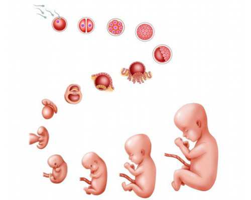 南京找代生宝宝,支原体感染会不会影响做泰国试管婴儿-子宫憩室试管婴儿成功