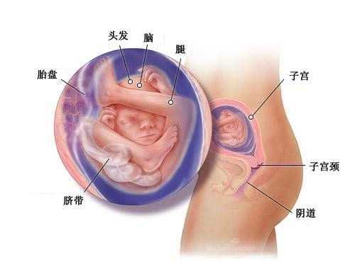 南京供卵自怀骗局_三代供卵自怀需要多少钱_泰国第三代试管婴儿移植问题有哪